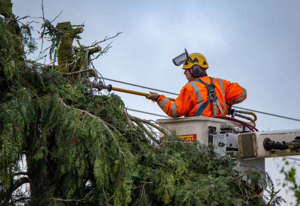 Best Tree Risk Assessment  in Lake Ketchum, WA