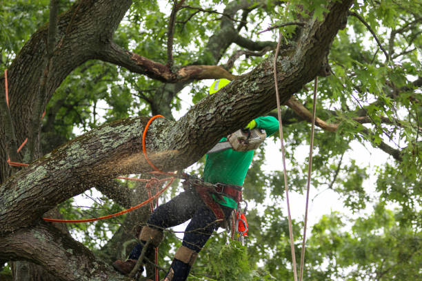 Best Root Management and Removal  in Lake Ketchum, WA