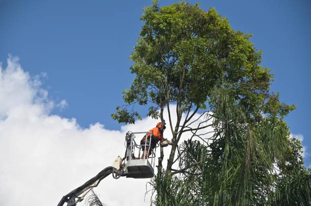 Best Tree and Shrub Care  in Lake Ketchum, WA