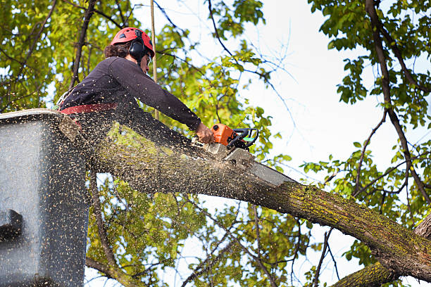 Best Tree Preservation Services  in Lake Ketchum, WA