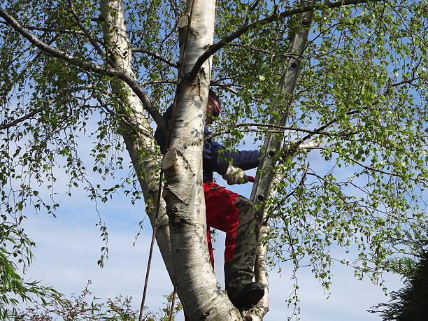 Trusted Lake Ketchum, WA Tree Care Experts