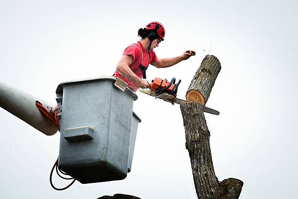 How Our Tree Care Process Works  in  Lake Ketchum, WA