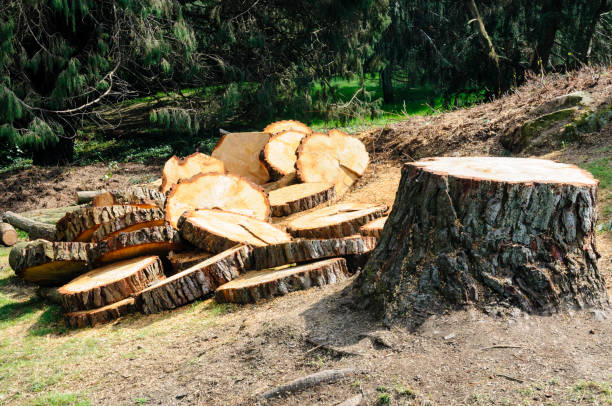 Best Lawn Renovation and Restoration  in Lake Ketchum, WA
